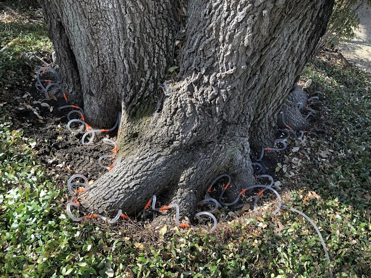 Detailed Tree Cabling and Bracing job site in New Bremen